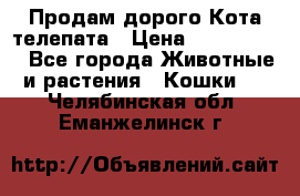  Продам дорого Кота-телепата › Цена ­ 4 500 000 - Все города Животные и растения » Кошки   . Челябинская обл.,Еманжелинск г.